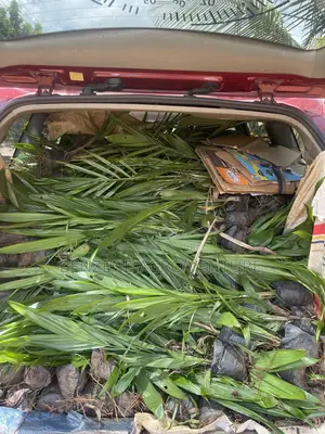 Palm Seedling