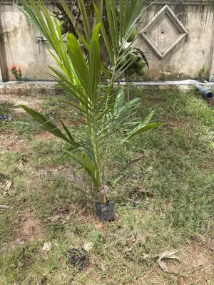 Palm Seedling