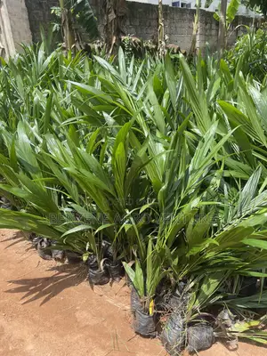 Palm Seedling