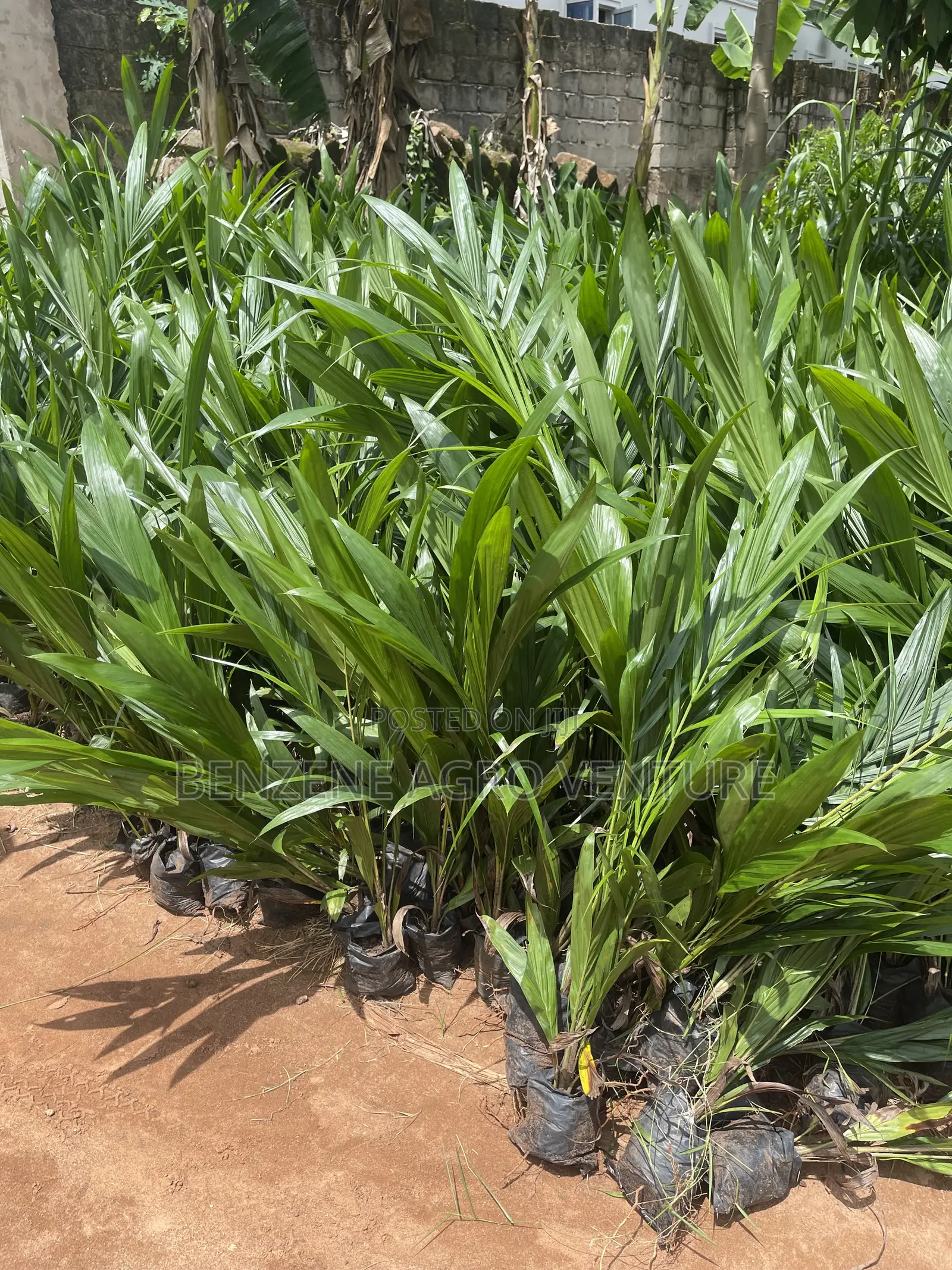 Palm Seedling