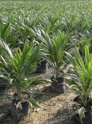 Palm Seedling