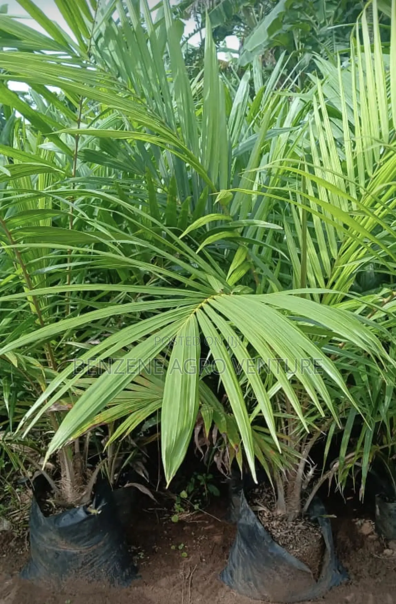 Palm Seedling