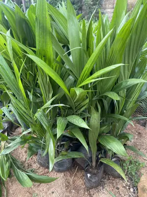 Palm Seedling