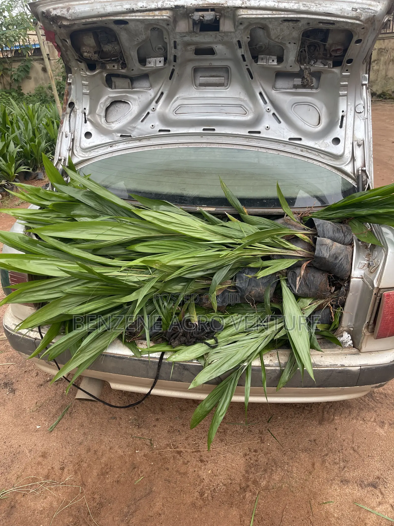 Palm Seedling