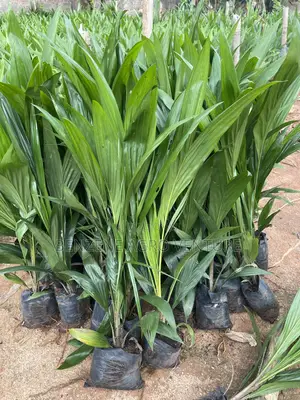 Palm Seedling