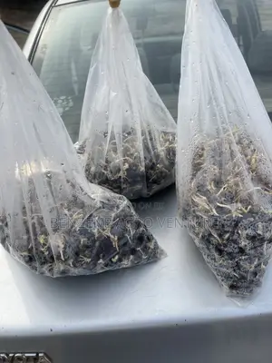 Sprouted Palm Seeds