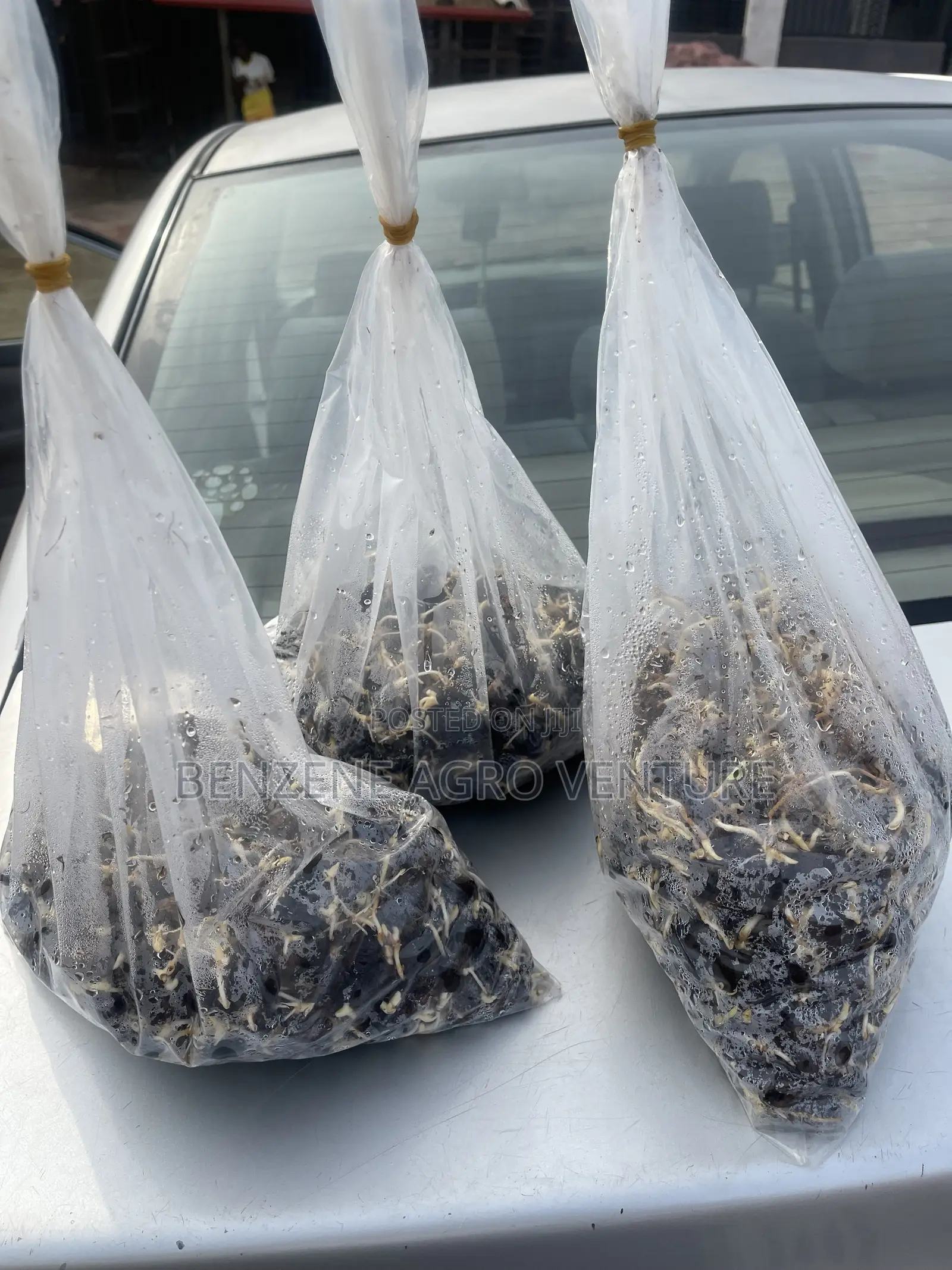 Sprouted Palm Seeds