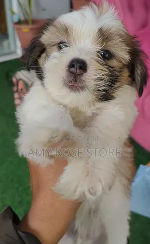 1-3 months Female Purebred Lhasa Apso