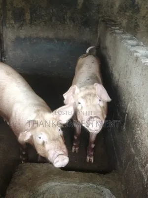 High Breed Pigs