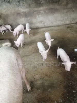 High Breed Piglet Available for Sale