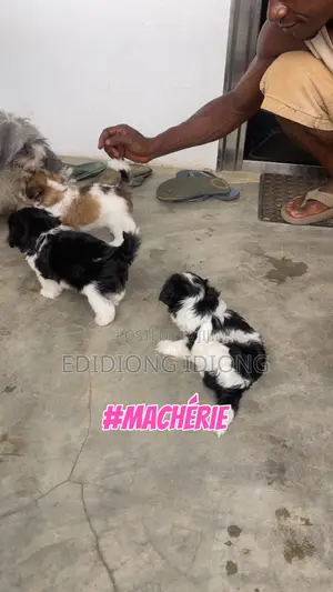 1-3 months Female Purebred Lhasa Apso