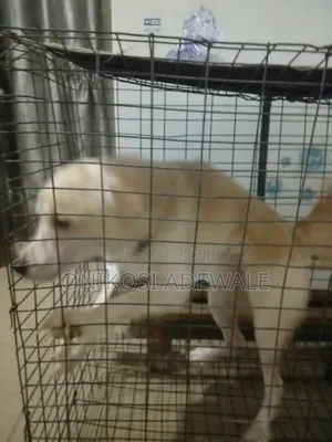 1+ year Male Mixed Breed American Eskimo