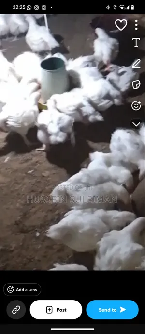 Live Broilers for Sale