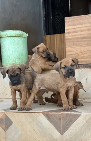 1-3 months Female Purebred Boerboel