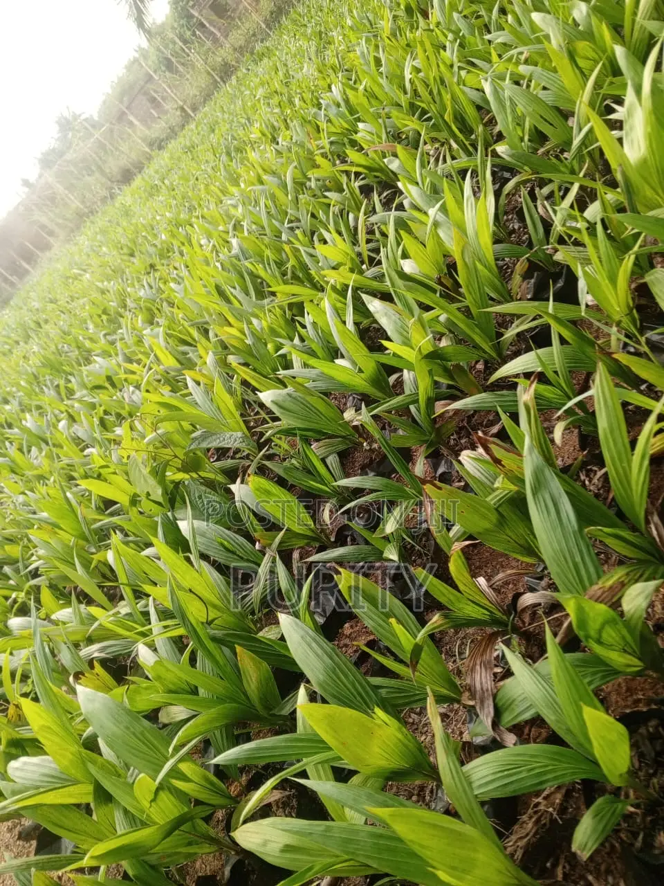 Malaysia Super Gene