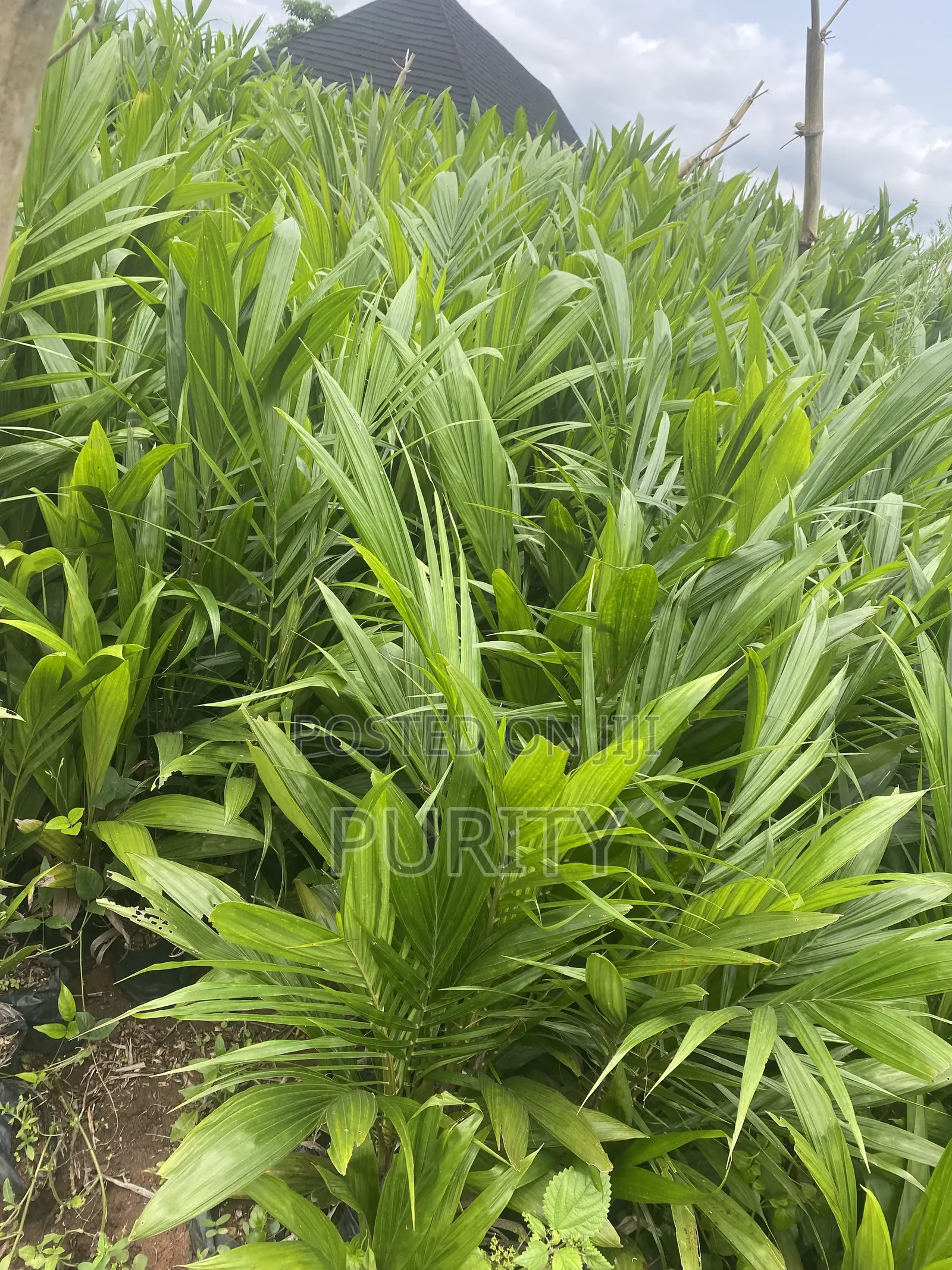 Malaysia Super Gene