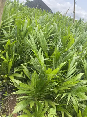 Malaysia Super Gene