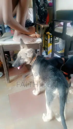 3-6 months Male Purebred German Shepherd
