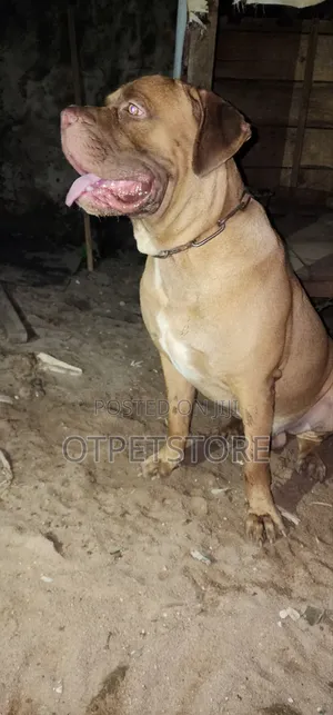 1-3 months Female Purebred Cane Corso