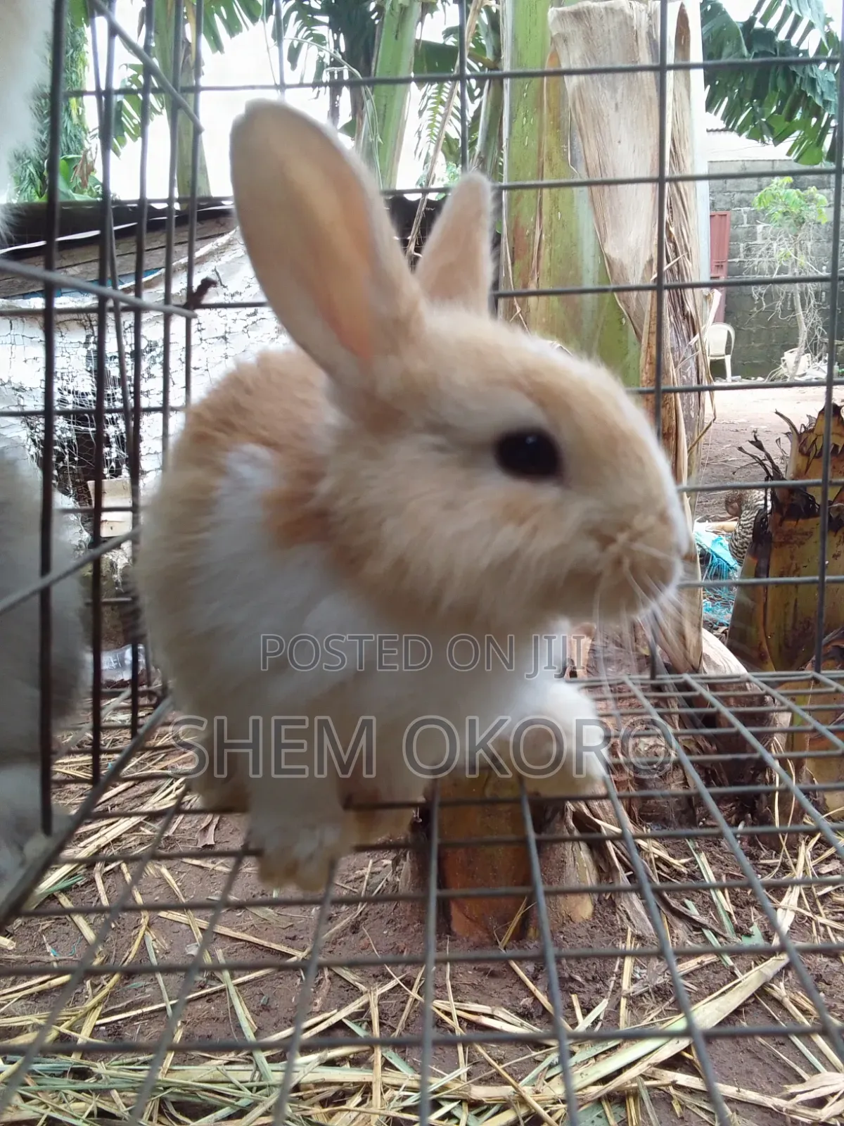 Exotic Rabbit