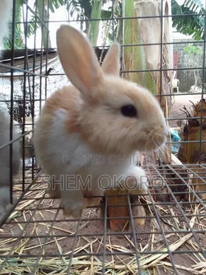 Exotic Rabbit