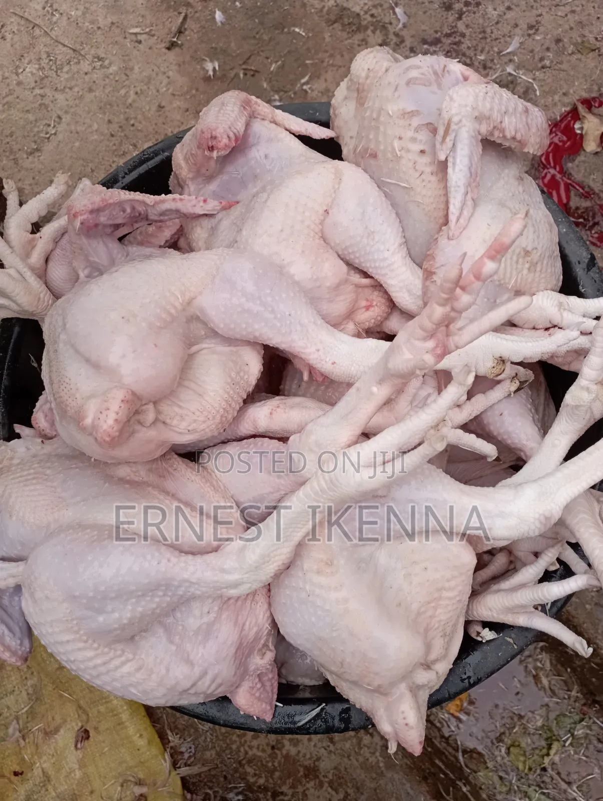 Fresh Chicken