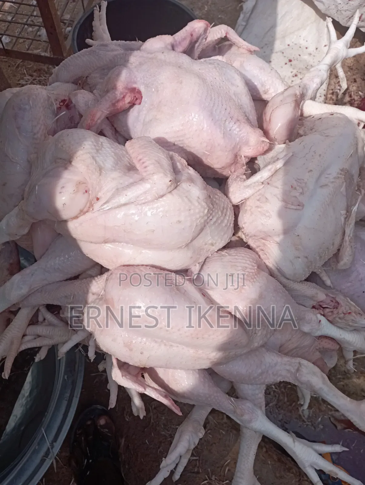 Fresh Chicken