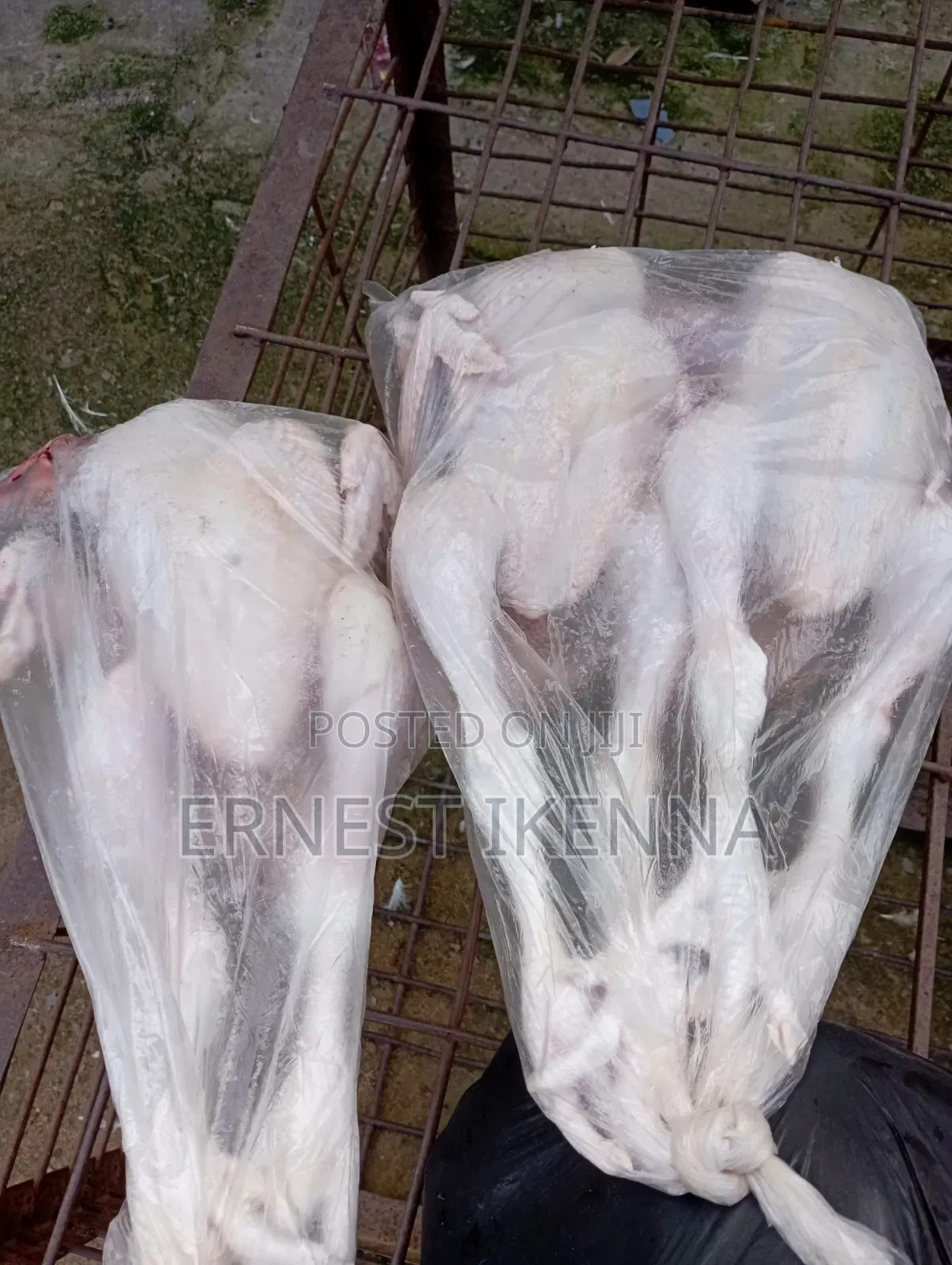 Fresh Chicken