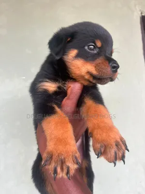 1-3 months Male Purebred Rottweiler