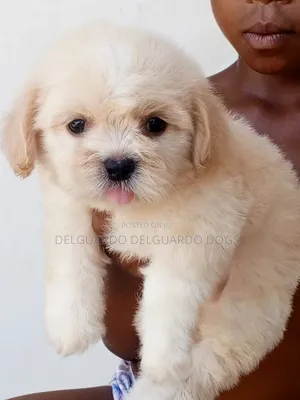 1-3 months Female Purebred Lhasa Apso
