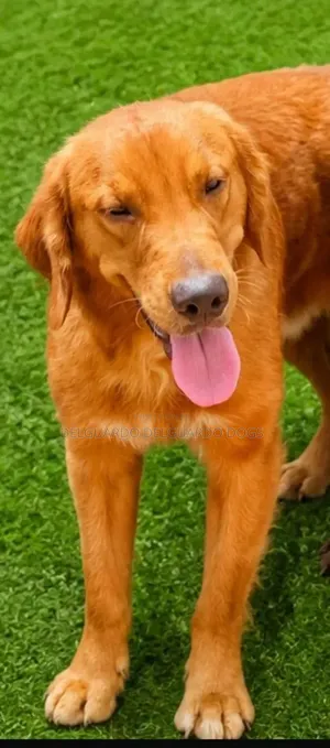1+ year Female Purebred Golden Retriever