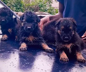 1-3 months Male Purebred German Shepherd