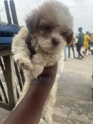 1-3 months Male Purebred Lhasa Apso