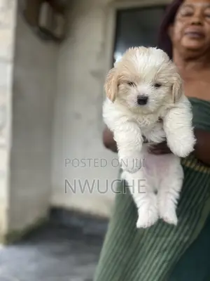 0-1 month Female Purebred Lhasa Apso