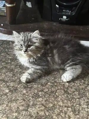1-3 months Male Purebred Persian