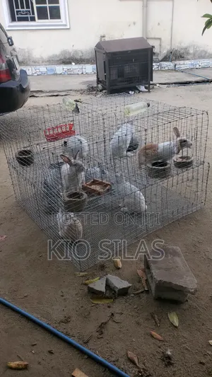 Looking for Self Cleaning Cage for Bunnies, Just Call