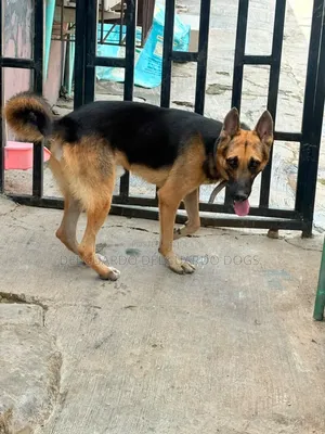 1+ year Male Purebred German Shepherd