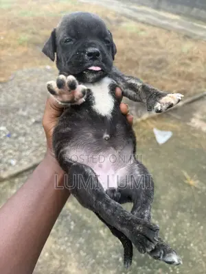 0-1 month Male Purebred Boerboel