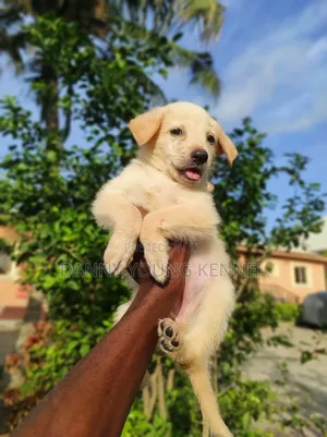 1-3 months Female Purebred German Shepherd