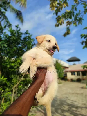 1-3 months Female Purebred German Shepherd
