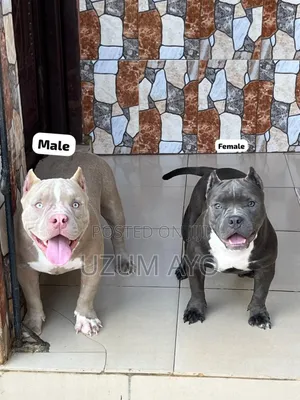 6-12 months Female Purebred American Pit Bull Terrier