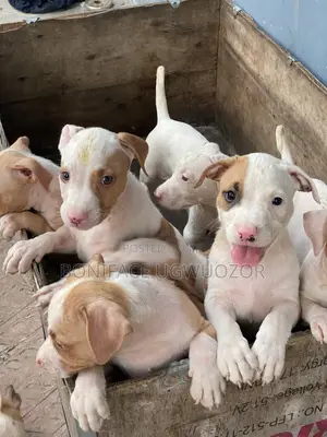 1-3 months Female Purebred American Pit Bull Terrier