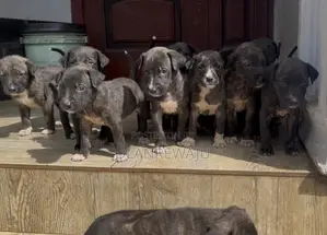 0-1 month Female Mixed Breed American Pit Bull Terrier