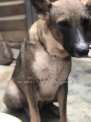 1+ year Female Mixed Breed German Shepherd