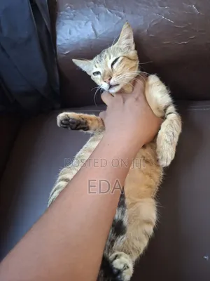 3-6 months Male Purebred American Shorthair