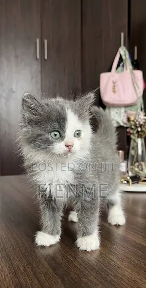 1-3 months Male Purebred Persian