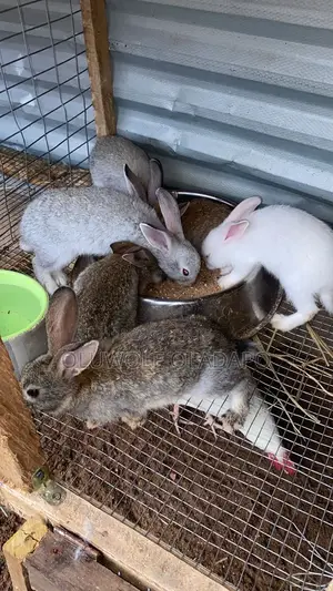 Exotic Rabbits
