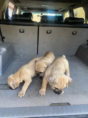 0-1 month Male Mixed Breed Boerboel
