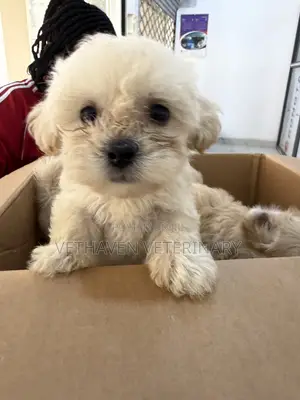1-3 months Female Purebred Lhasa Apso