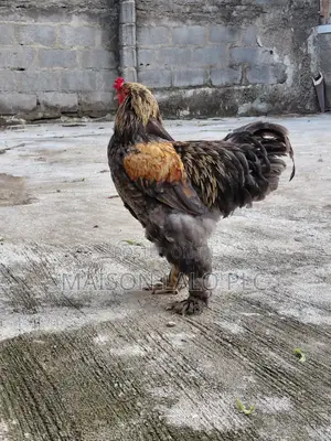 Blue Partridge Brahma Cock.